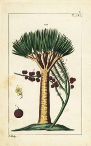 Drachenbaum der Kanarischen Inseln, Dracaena draco. Gefährdet
