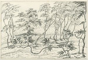 Cannock Chase (Zeichnung) von Unbekannt