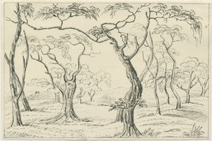 Cannock Chase (Zeichnung) von Unbekannt