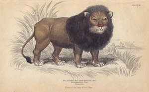 Kaplöwe. Lithographie von William Lizars, nach einer Zeichnung von Charles Hamilton Smith, für „Bibliotheque naturaliste, mammals, les felins“ von Sir William Jardine, veröffentlicht 1834 in Edinburgh (Schottland) von Unbekannter Künstler