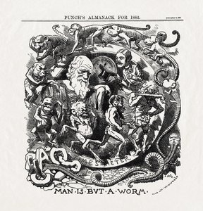 Karikatur zur Evolutionstheorie von Charles Darwin (1809-1882): "Der Mensch ist nur ein Wurm" aus "Punch", 06.12.1881 von Unbekannter Künstler