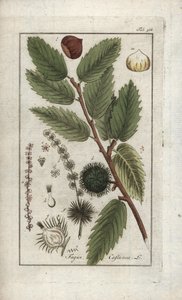 Kastanie (Castanea sativa). Lithographie aus „Afbeelding der Artseny-Gewassen“ von Johannes Zorn (1739-1799), Niederlande