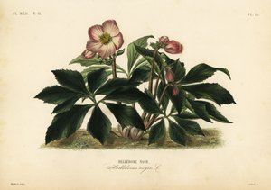 Christrose oder Schwarze Nieswurz, Helleborus niger