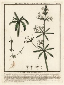 Kletten-Labkraut, Galium aparine