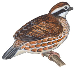 Virginiawachtel (Colinus virginianus)