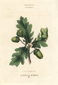 Gewöhnliche Britische Eiche, Quercus robur. Handkolorierte Kupferstichgravur nach einer Illustration von Richard Duppa aus seinem The Clours and Orders of the Linnaean System of Botany, Longman, Hurst, London von Unbekannter Künstler