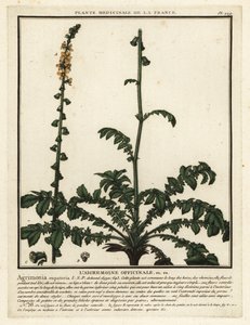 Gemeiner Odermennig, Agrimonia eupatoria