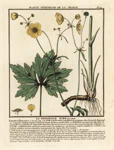 Scharfer Hahnenfuß, Ranunculus acris