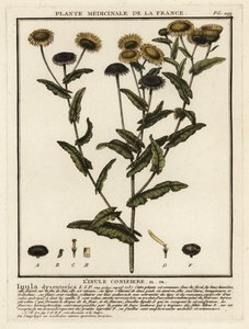 Gemeines Flohkraut, Pulicaria dysenterica