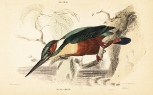 Eisvogel, Alcedo atthis (Stich)