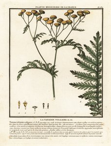 Gemeine Schafgarbe, Tanacetum vulgare