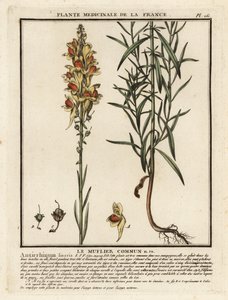 Gewöhnliches Leinkraut, Linaria vulgaris von Unbekannter Künstler