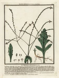 Echtes Eisenkraut, Verbena officinalis von Unbekannter Künstler