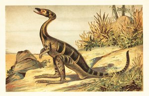 Compsognathus longipes, ausgestorbener kleiner, fleischfressender Theropode. 1908 (Lithografie) von Unbekannter Künstler