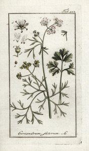 Koriander (Coriandrum sativum). Lithographie aus „Afbeelding der Artseny-Gewassen“ von Johannes Zorn (1739-1799), Niederlande von Unbekannter Künstler