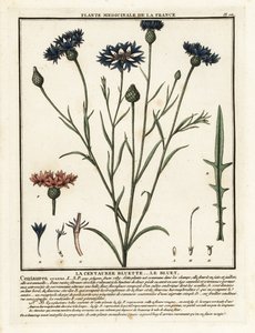 Kornblume, Cyanus segetum von Unbekannter Künstler
