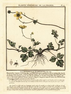 Kriechender Hahnenfuß, Ranunculus repens von Unbekannter Künstler
