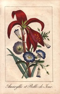 Rote Amaryllis und Zwergwinde, Hippeastrum und Convolvulus tricolor