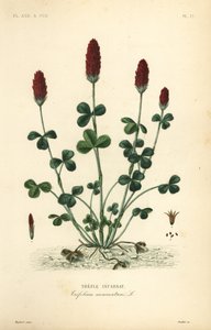 Inkarnatklee, Trifolium incarnatum