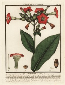 Virginischer Tabak, Nicotiana tabacum