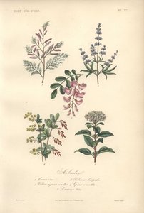 Dekorative botanische Drucke mit Tamarinde, Johannisbrotbaum, Keuschbaum, Berberitze und Schneeball