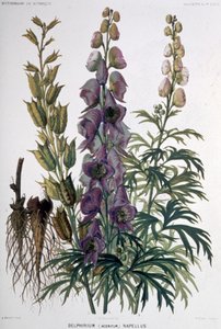 Delphinium Napellus von Unbekannter Künstler