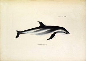 Delphinus Fitz-Royi Schwarzer Delfin oder Fitzroy nach dem Namen von Kapitän Robert Fitzroy der Beagle. Tafel aus „The zoology of the voyage of H.M.S. Beagle. described by John Gould, with notice of their habits by Charles Darwin“ von Unbekannter Künstler