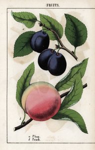 Beschreibung von Früchten: blaue Pflaume (Quetsche) und Pfirsich