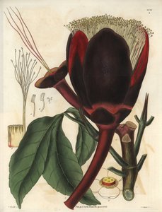 Beschreibung der großen dunkelbraunen Blüte eines Pekannussbaums, der essbare Nüsse, Pekannüsse, produziert. Pflanze aus Südamerika. Illustration von William Jackson Hooker (1785-1865), britischer Botaniker und Schriftsteller, Professor an der Universitä von Unbekannter Künstler