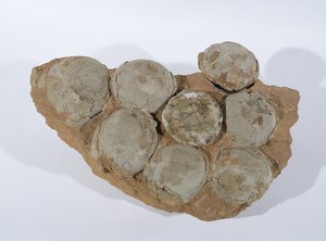 Dinosauriereier, gefunden in der Provinz Henan, China, Oberkreide von Unbekannt