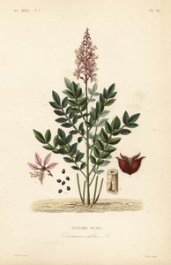 Diptam, Dictamnus albus