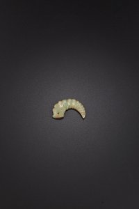 Drachen-Seidenraupen-Anhänger, späte Shang-frühe Westliche Zhou-Dynastie, 11.-9. Jahrhundert v. Chr. von Unbekannt