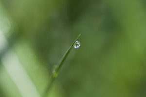 Tropfen von Unbekannter Künstler