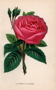 Duchesse de Cambaceres Rose, Hybridsorte gezüchtet von Monsieur Fontaine aus Chatillon im Jahr 1854. Chromolithographie gezeichnet und lithographiert nach der Natur von F. Grobon aus Hippolyte Jamain und Eugene Forney