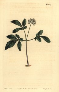 Zwerg-Ginseng, Panax trifolius von Unbekannt