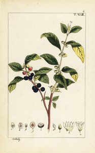Färber-Sauerdorn, Flueggea tinctoria von Unbekannter Künstler