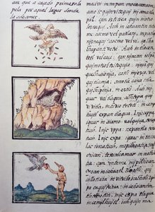 Adler, Seite aus dem Florentiner Kodex, zweisprachige Version in Spanisch und Nahuatl, Allgemeine Geschichte der Dinge von Neuspanien, von dem spanischen Missionar Fray Bernardino de Sahagun (1499-1590). Aztekische Zivilisation von William M. Timlin