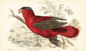 Gefährdeter Purpurnackenlori, Lorius domicella. 1889 (Gravur)