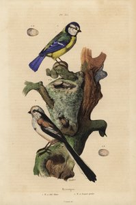 Blaumeise, Cyanoses caeruleus, und Ei, und Schwanzmeise, Aegithalos caudatus, mit Nest und Ei von Unbekannt