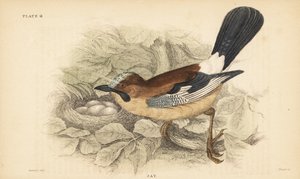 Eichelhäher, Garrulus glandarius, mit Nest und Eiern. 1889 (Gravur)