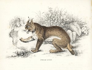 Eurasischer Luchs, Lynx lynx (Felis lynx). Handkolorierte Lithographie aus Georg Friedrich Treitschkes Galerie der Naturgeschichte, Naturhistorischer Bildersaal des Tierreiches, Leipzig-1842 von Unbekannter Künstler