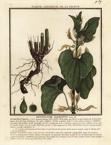 Gewöhnliche Osterluzei, Aristolochia clematitis von Unbekannter Künstler
