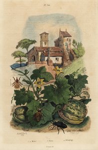 Europäischer Ölkäfer, Meloe proscarabaeus 1,2, Melone von Honfleur, Cucumis melo 3, und Schaflaus, Melophagus ovinus 4