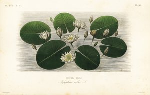Europäische Weiße Seerose, Nymphaea alba