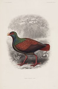 Exotischer Vogel