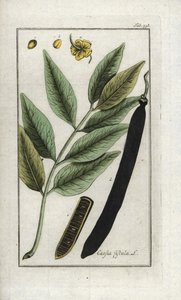 Goldregen (Cassia fistula). Lithographie aus „Afbeelding der Artseny-Gewassen“ von Johannes Zorn (1739-1799), Niederlande von Unbekannter Künstler