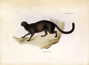 Felis Yagouarondi Jaguarondi oder Eyra oder Otterkatze, amerikanische Katze beschrieben von Charles Darwin während seiner Expedition an Bord der Beagle. Tafel aus „The zoology of the voyage of H.M.S. Beagle“ beschrieben von John Gould, mit Hinweisen zu ihr