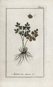 Mauerraute oder Mauerfarn (Asplenium ruta muraria). Lithographie aus „Afbeelding der Artseny-Gewassen“ von Johannes Zorn (1739-1799), Niederlande