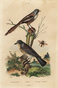 Wacholderdrossel, Turdus pilaris, und Bartmeise, Panurus biarmicus von Unbekannt