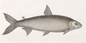 Fische: Le Characin